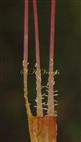  Basal part of filaments